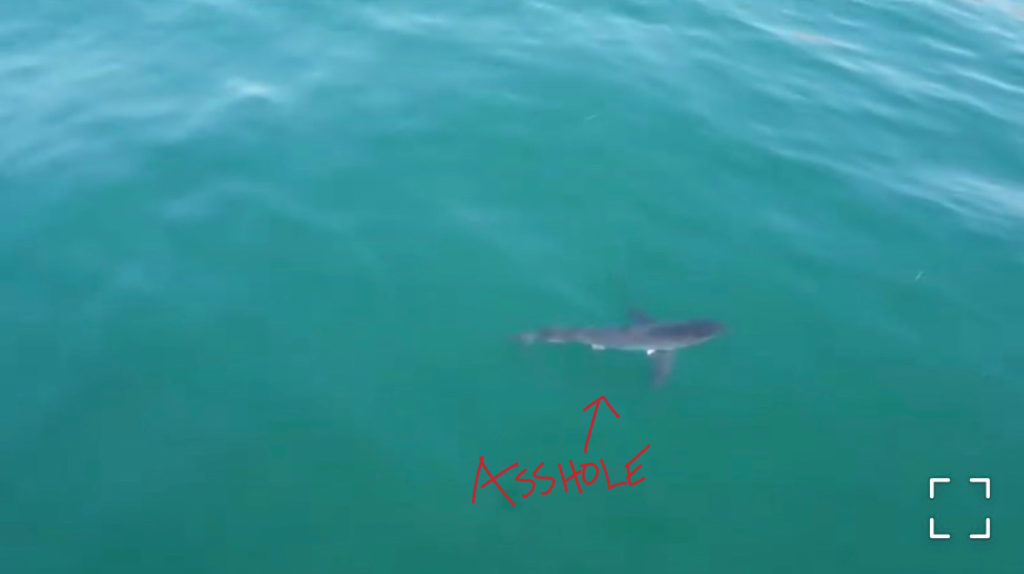 Ahole_Shark